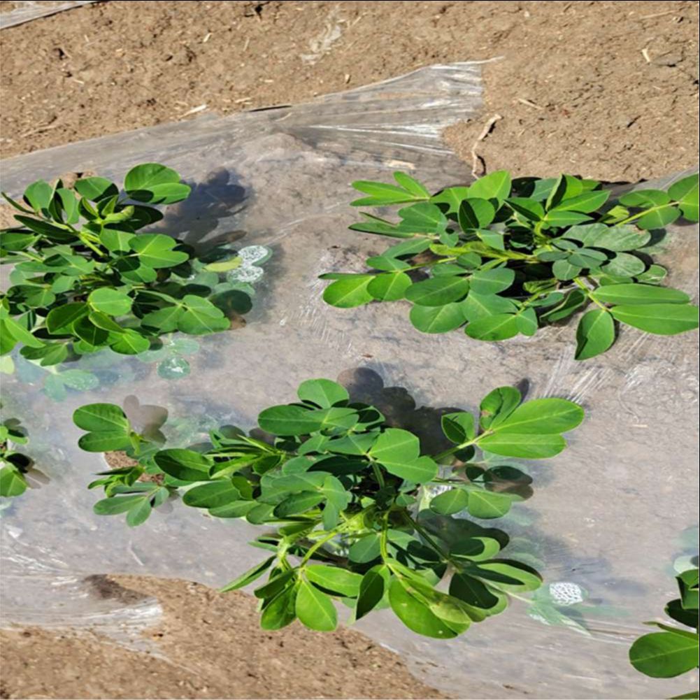 農業農場-庭の温室用のプラスチックフィルム,野菜の花用の昆虫 - Greenhouse Plastic Film のレビューと価格